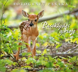 Pasiklydęs girioje