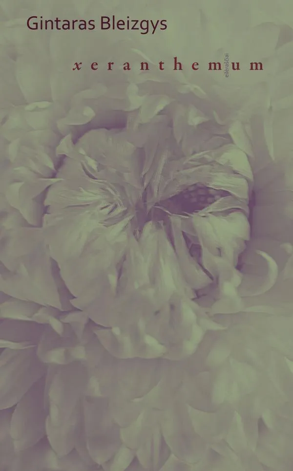 Xeranthemum