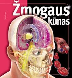 Žmogaus kūnas
