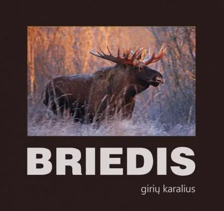 Briedis. Girių karalius