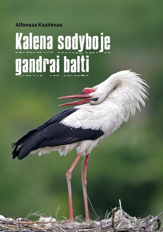 Kalena sodyboje gandrai balti