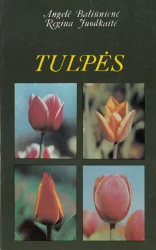 Tulpės