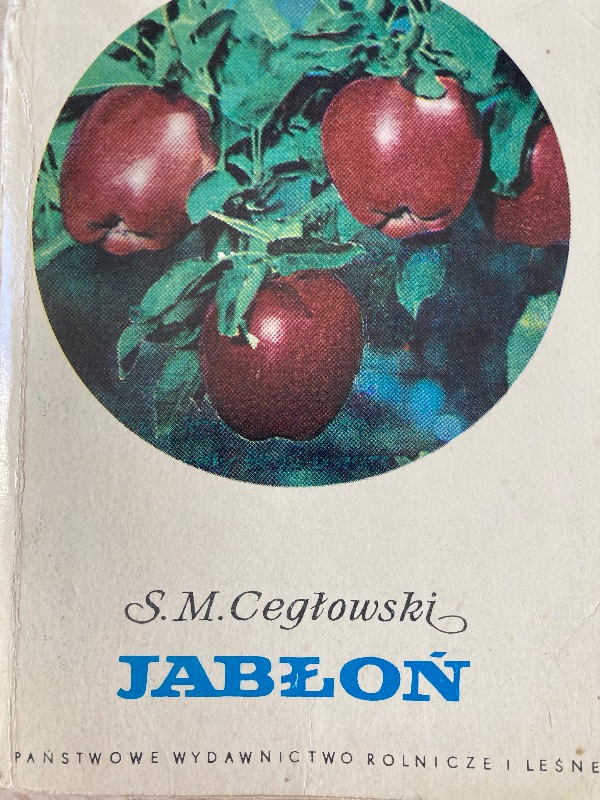 Jabloń