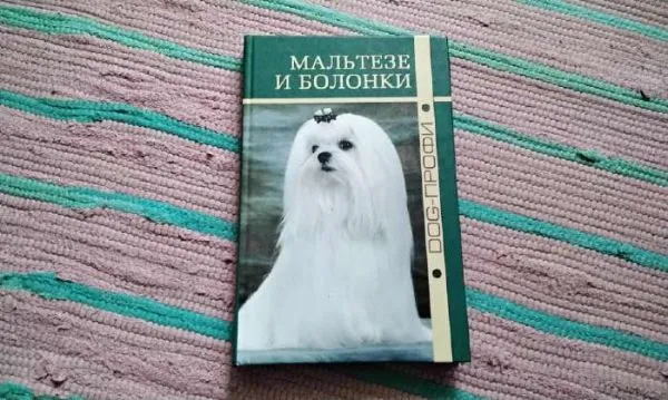 мальтезе и болонки