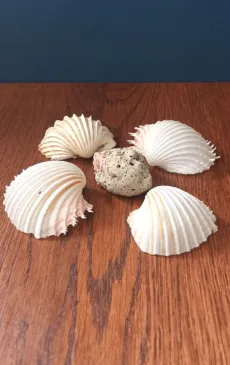 Kriauklės 5vnt.