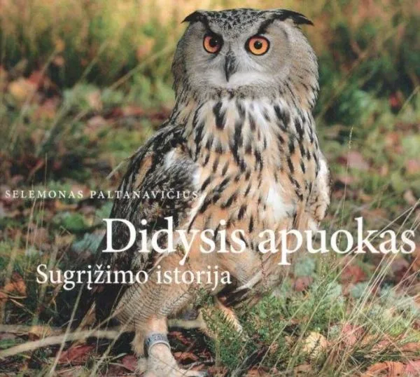 Didysis apuokas. Sugrįžimo istorija